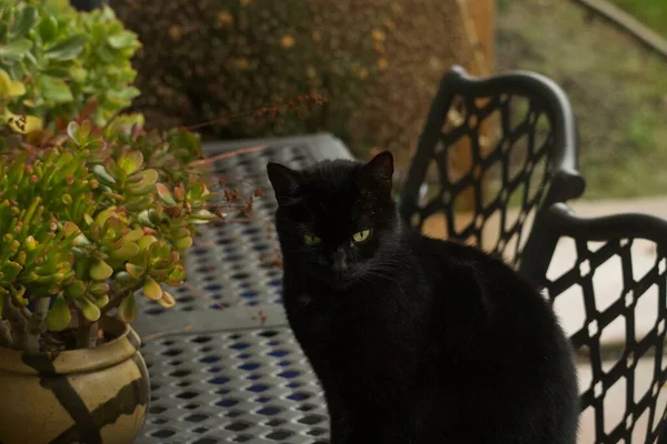 Black Cat Street — Stock Photo, Image