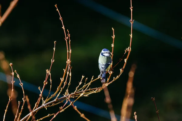 木の枝に鳥がいて — ストック写真