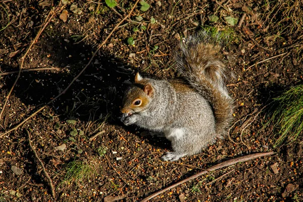 Squirrel Eating Ground Close — Photo