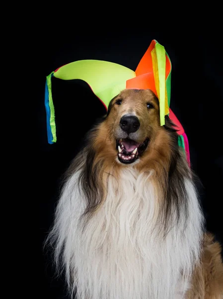 Siyah Arka Planda Soytarı Şapkalı Uzun Saçlı Bir Çoban Köpeği — Stok fotoğraf