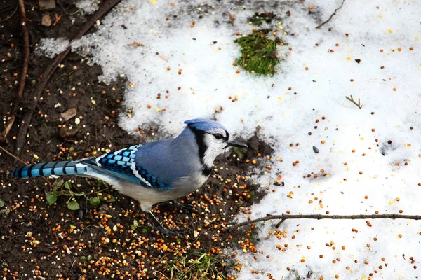 Blue Jay Vogel Auf Dem Boden Mit Vogelfutter Und Schnee — Stockfoto