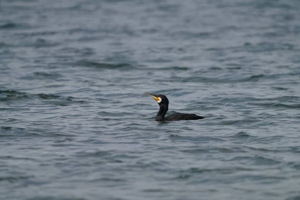 Plan Rapproché Une Mouette Debout Sur Rocher — Photo