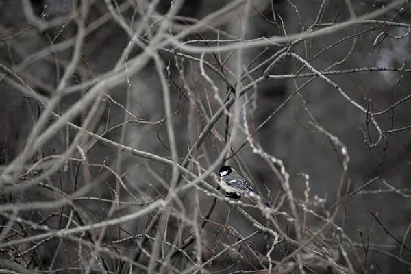 Ormandaki Kuş — Stok fotoğraf