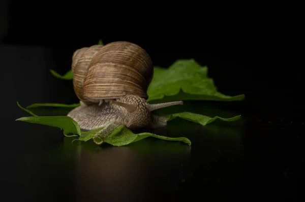 Escargot Sur Fond Noir — Photo