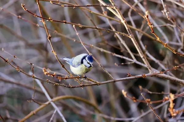 Ein Vogel Sitzt Auf Einem Ast Eines Baumes Winterwald — Stockfoto