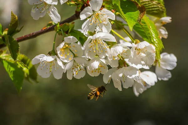 Weiße Blüten Des Kirschbaums Frühling — Stockfoto