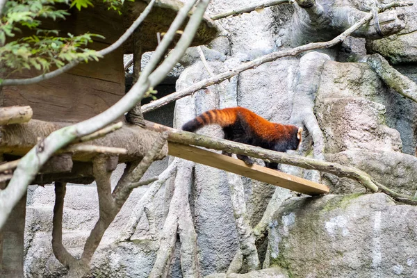 Primer Plano Lindo Panda — Foto de Stock