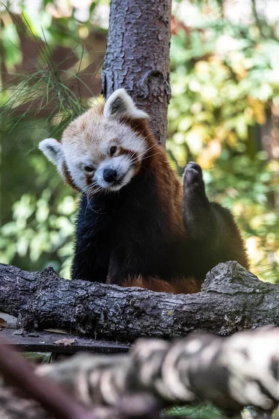 Panda Árbol Cerca — Foto de Stock
