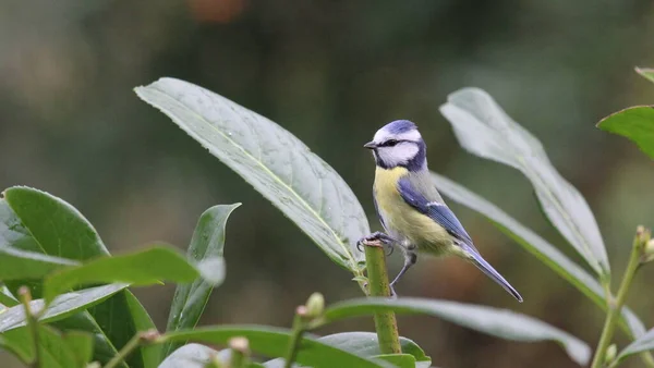 Mooie Vogel Flora Fauna — Stockfoto