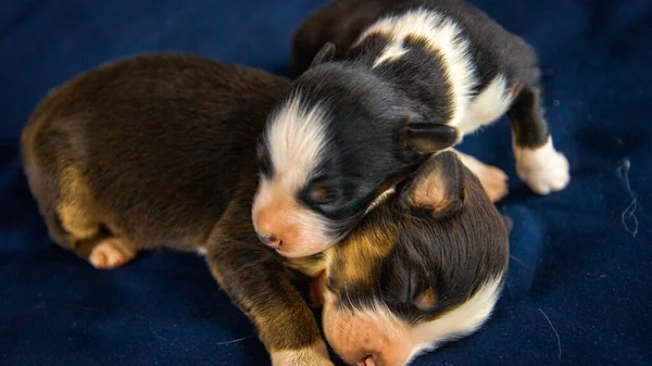 Schattig Puppy Chihuahua Hond Een Zwarte Achtergrond — Stockfoto