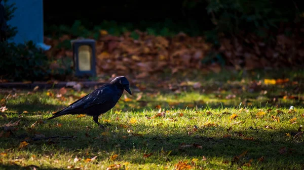 Pájaro Está Sentado Una Hierba Verde Parque — Foto de Stock