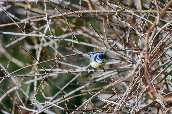 Pasăre Ramură — Fotografie, imagine de stoc