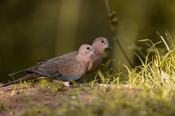 Closeup Shot Birds — Stockfoto