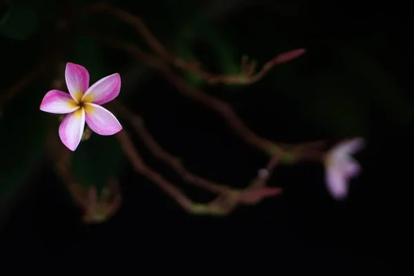 Όμορφη Ροζ Ορχιδέα Λουλούδι Στον Κήπο — Φωτογραφία Αρχείου