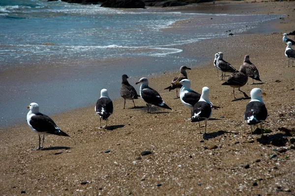 Gaivotas Praia — Fotografia de Stock