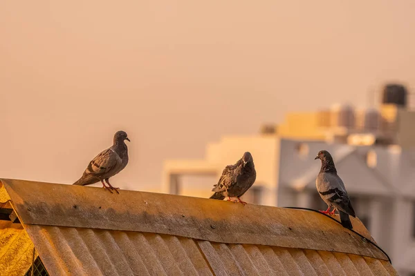Evin Çatısındaki Kuşlar — Stok fotoğraf