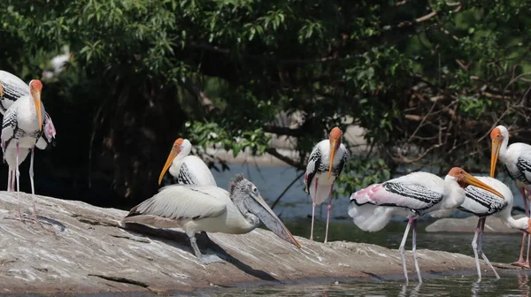 Bando Flamingos Água — Fotografia de Stock