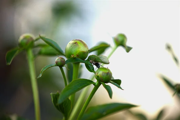 Groene Plant Tuin — Stockfoto
