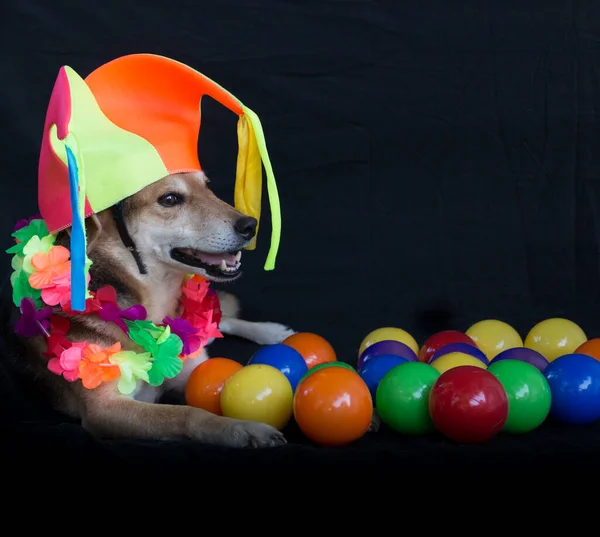 Perro Mestizo Sentado Entre Bolas Colores Con Sombrero Arlequín Collar — Foto de Stock