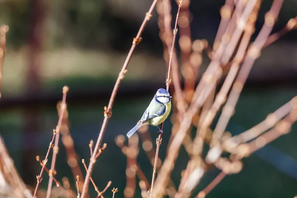 Malerischer Blick Auf Den Schönen Vogel Der Natur — Stockfoto
