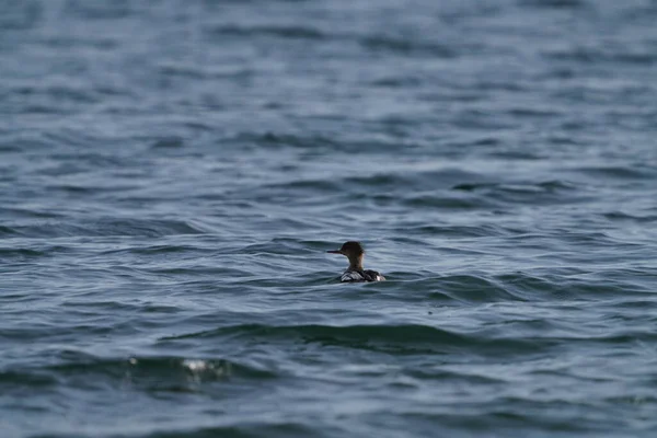 Une Mouette Dans Mer — Photo