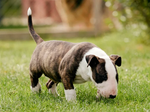 Schattig Hond Spelen Met Een Speelgoed — Stockfoto