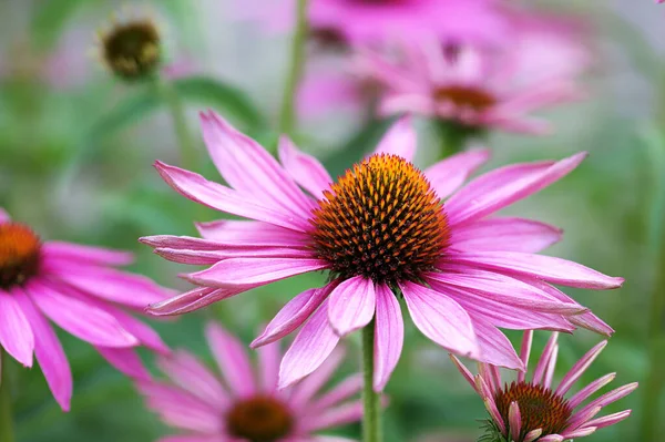 Hermosas Flores Jardín — Foto de Stock