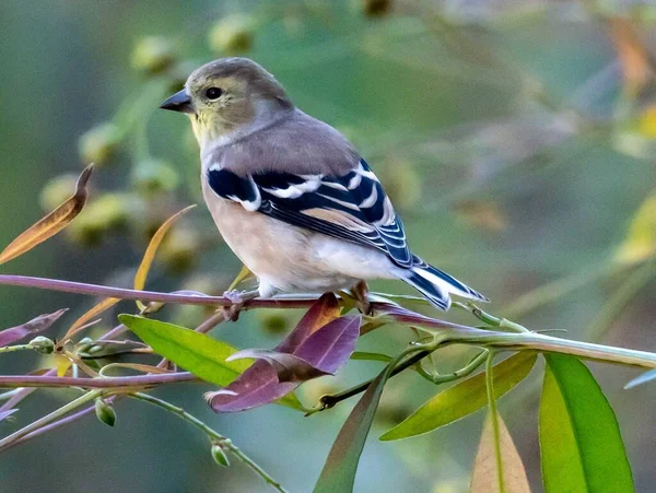 Vogel Een Tak Van Een Boom — Stockfoto