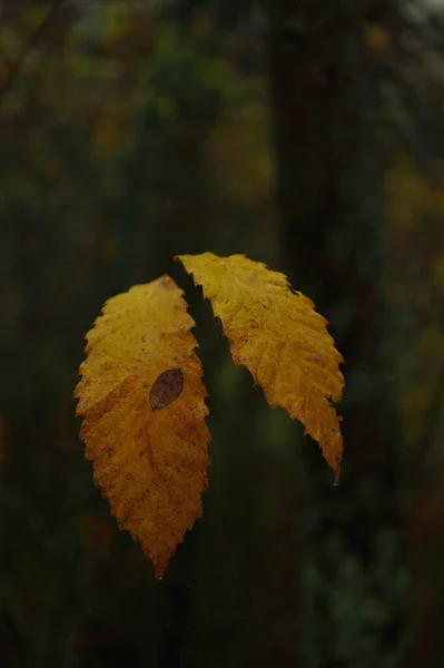 Herbst Blätter Herbst Jahreszeit Flora — Stockfoto