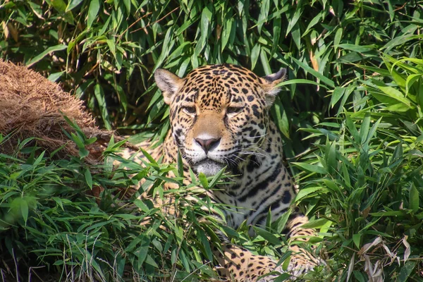 Tiro Perto Leopardo — Fotografia de Stock