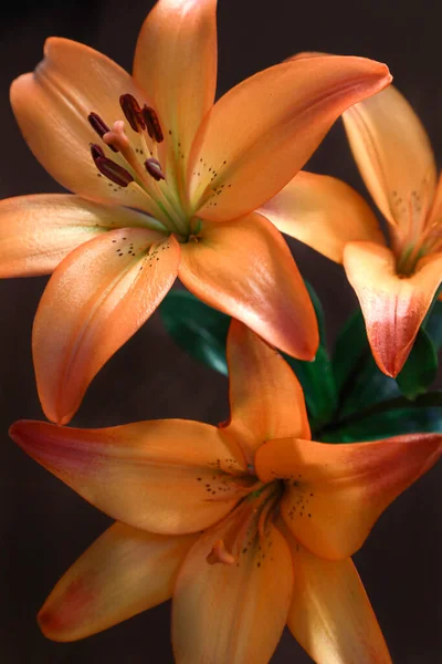 Όμορφα Λουλούδια Κρίνου Κοντά — Φωτογραφία Αρχείου
