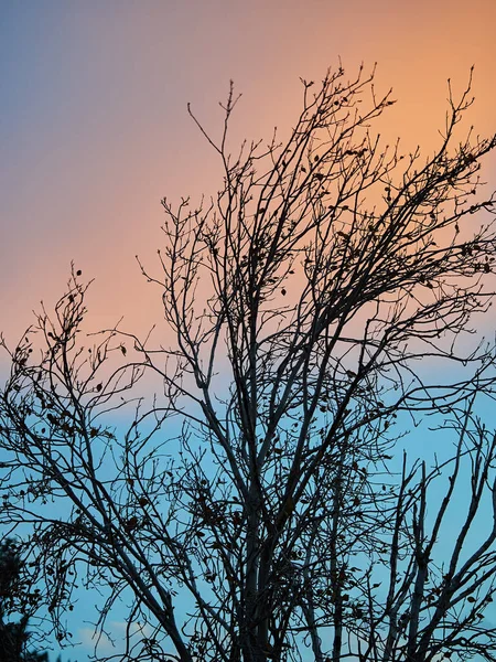 Κλαδιά Δέντρων Στον Ουρανό — Φωτογραφία Αρχείου