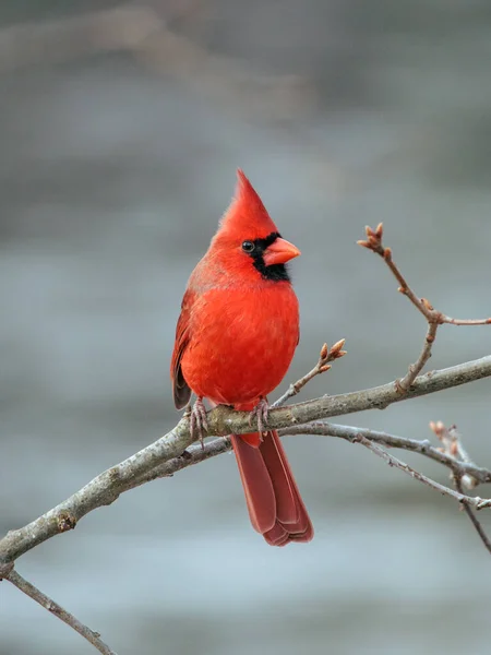 Rotbrustvogel Auf Einem Ast — Stockfoto