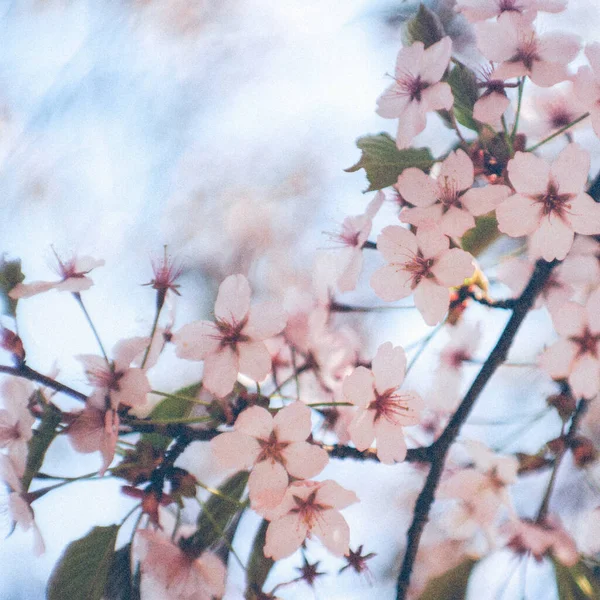 Krásný Botanický Záběr Přírodní Tapety — Stock fotografie