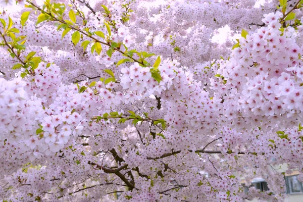 Flores Primavera Sakura Flor Cerezo Rosa Blanco Cielo Azul Fondo — Foto de Stock