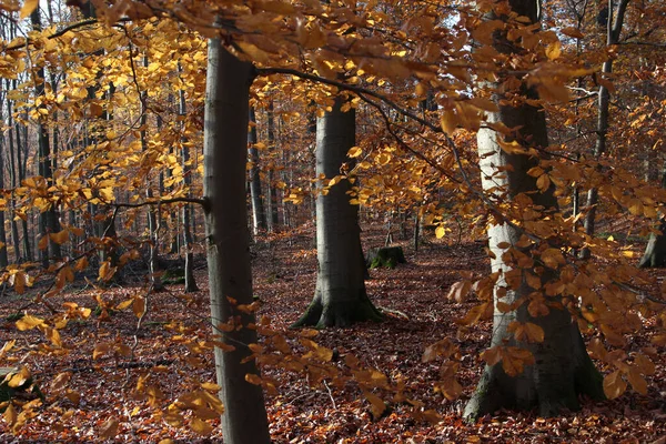 木や葉のある秋の風景 — ストック写真