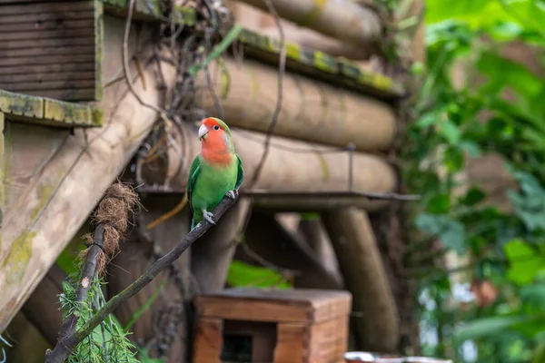 Hermoso Pájaro Está Sentado Una Rama Árbol — Foto de Stock