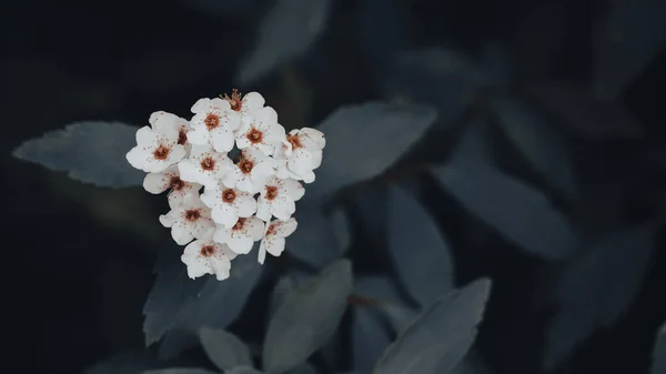 Dramatik Çiçek Arkaplanı Üst Görünüm — Stok fotoğraf