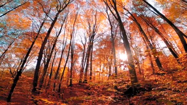 Scenery Autumn Forest Yellow Leaves — Stok video