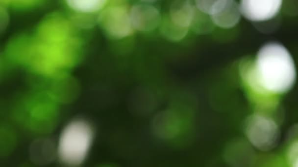 Green Leaves Blur Background Bokeh Light — Vídeo de Stock