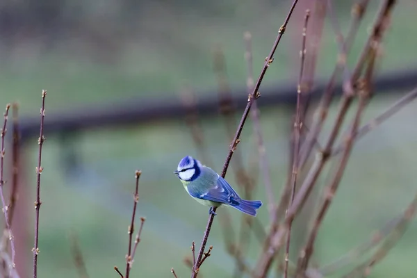 Doğada Güzel Bir Kuş Bitki Hayvan — Stok fotoğraf