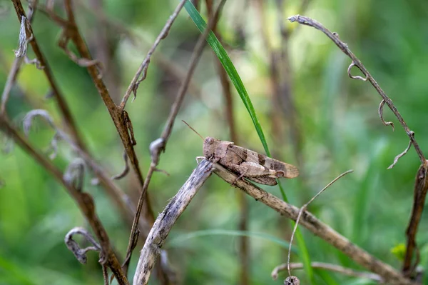 夏季植物上的一种雌雄同体的昆虫 — 图库照片