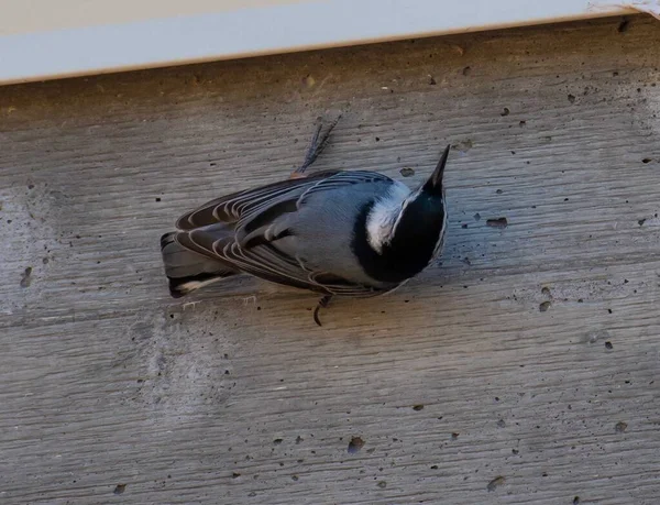 Photo Noir Blanc Oiseau — Photo