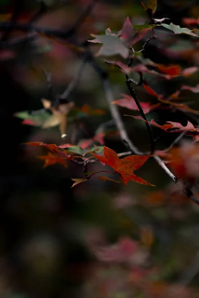 Herfst Bladeren Herfst Seizoen Flora — Stockfoto