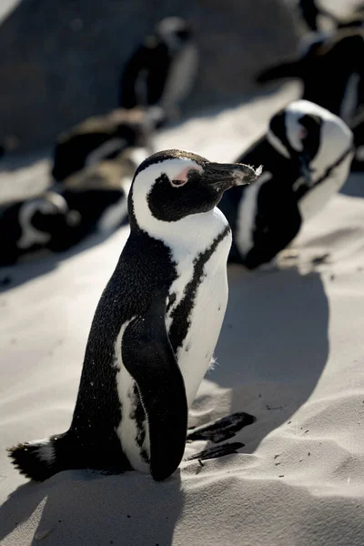 黒と白のアフリカペンギンが海岸を歩き — ストック写真