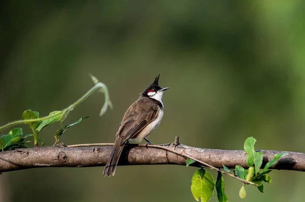 Een Vogel Een Tak Van Een Boom — Stockfoto