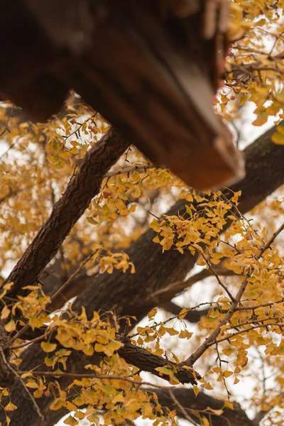 Podzimní Listy Podzimní Flóra — Stock fotografie