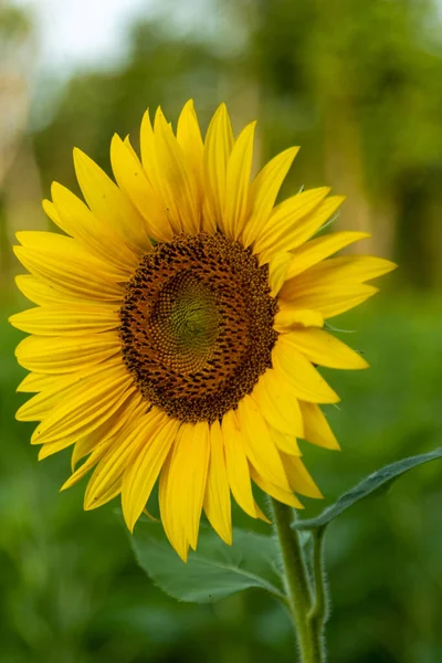 Красивий Жовтий Соняшник Полі — стокове фото