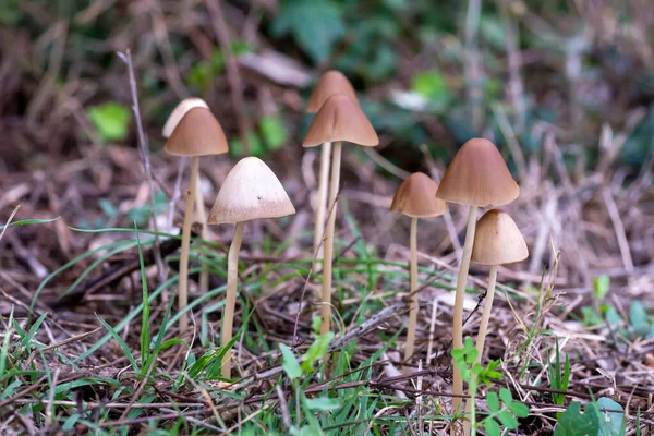 Wild Mushrooms Wood Spring — Stock Photo, Image