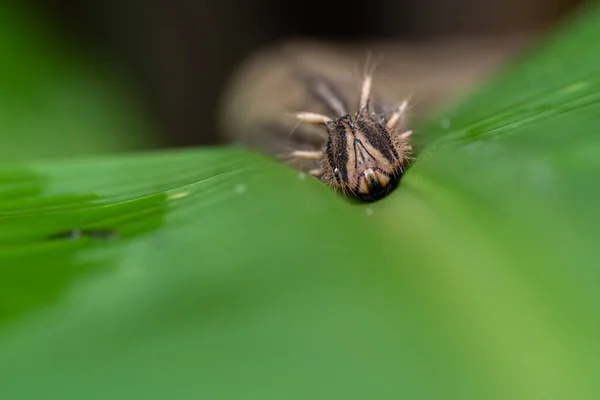 Крупним Планом Павук Зеленому Листі — стокове фото
